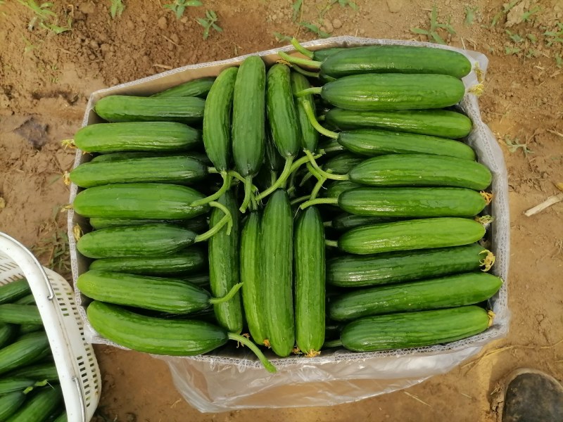 小游精品小黄瓜代办代发自己家种植的水果黄瓜脆甜现摘发现货