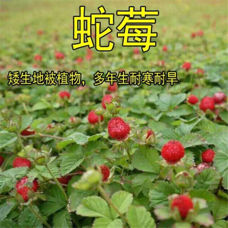 蛇莓种子纯野生浆果种子优良的地被植物蔬果种子