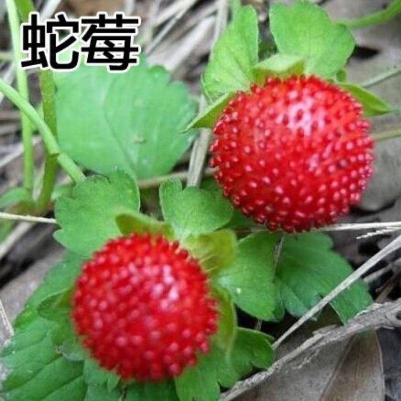 蛇莓种子纯野生浆果种子优良的地被植物蔬果种子
