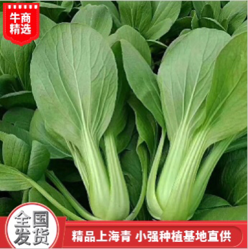 大量供应精品上海青小颗油菜，欢迎各地老板订购，可实地考察