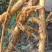 野生红穿破石根条，质量好，要货上山现采。