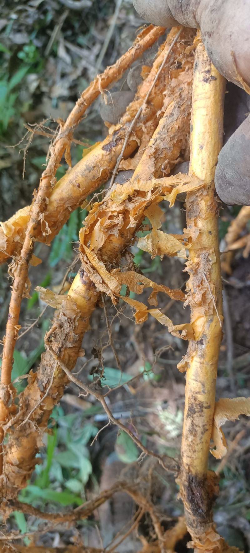 野生红穿破石根条，质量好，要货上山现采。