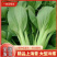 精品上海青基地直供小油菜全国发货小青菜一条龙服务