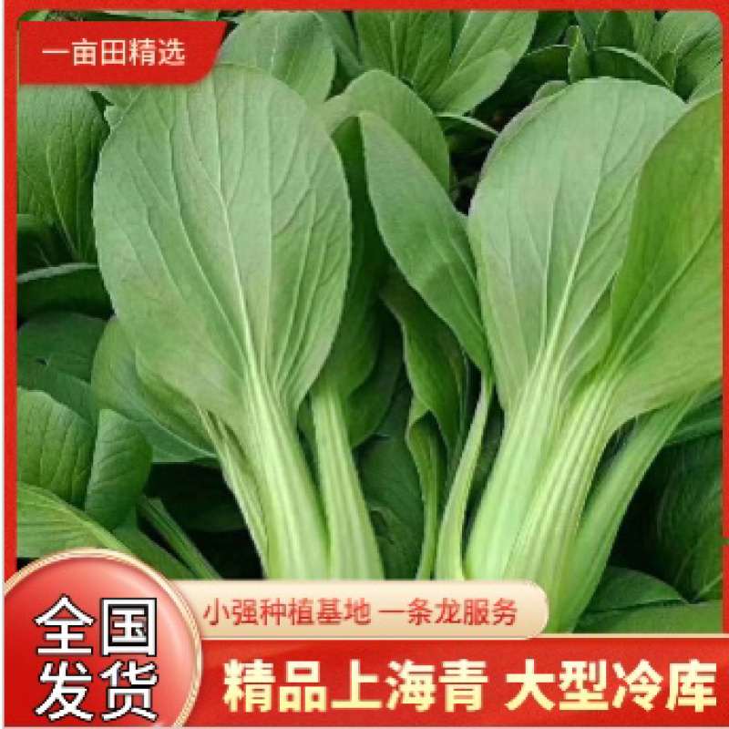精品上海青基地直供小油菜全国发货小青菜一条龙服务