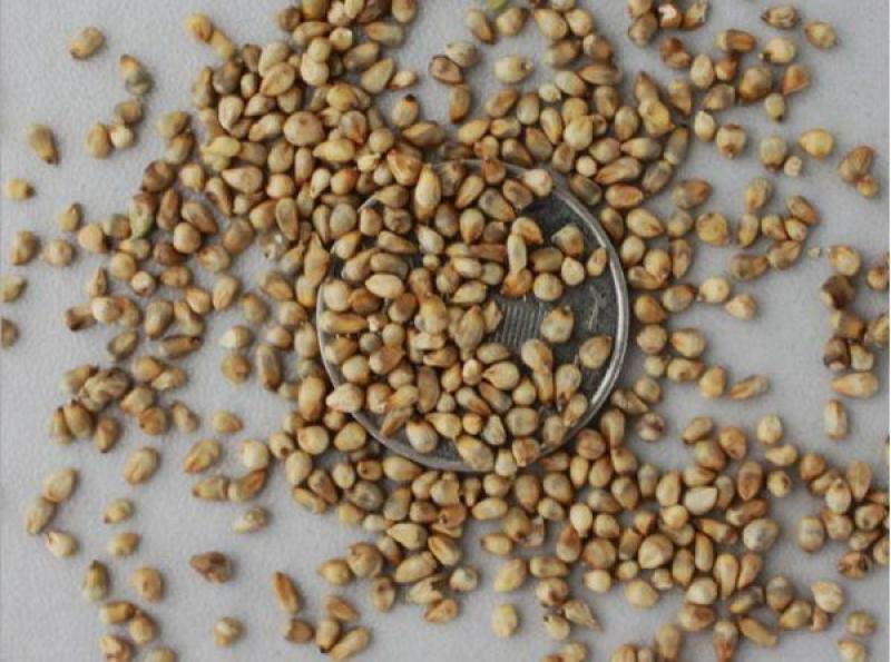 杂交甜象草种子芽率90%高产多年生牧草种子每亩4斤