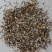 万寿菊种子批发芽率95%包邮送货上门超长花期可做色素提