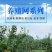 拦鸡网养鸡围网家禽养殖网山鸡网尼龙网菜园围栏网塑料网户外