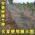 拦鸡网养鸡围网家禽养殖网山鸡网尼龙网菜园围栏网塑料网户外