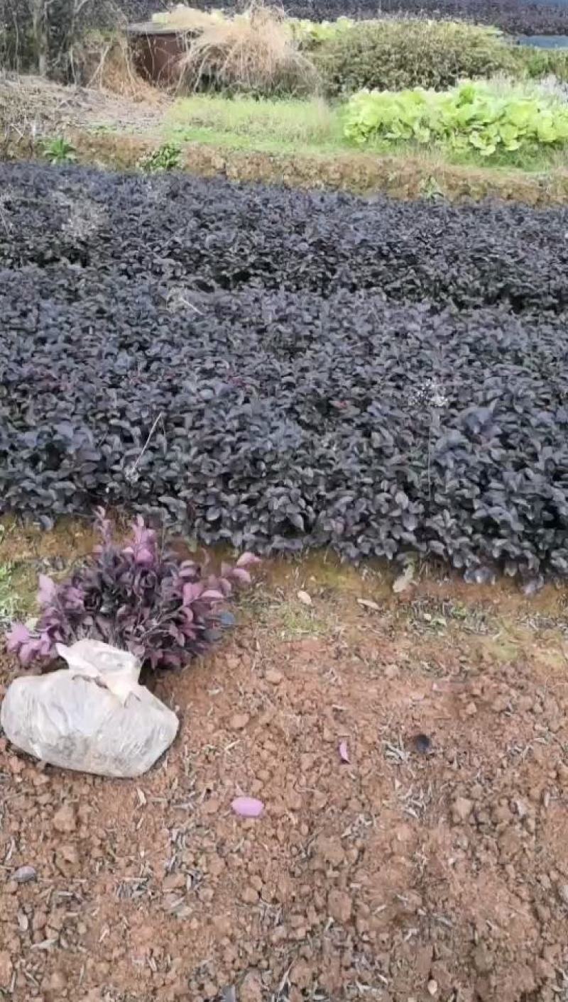红花继木小苗、红继木移栽苗、红花继木扦插小苗！