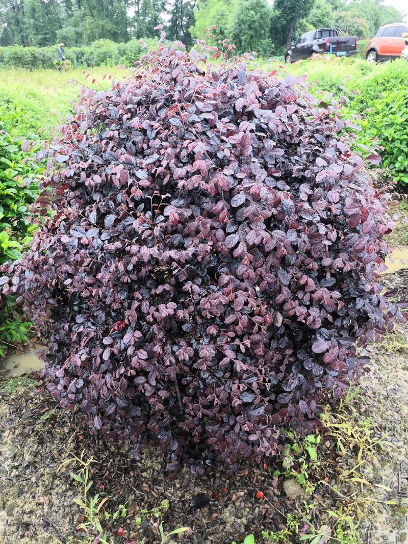 红花继木小苗、红继木移栽苗、红花继木扦插小苗！
