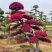 红花继木小苗、红继木移栽苗、红花继木扦插小苗！