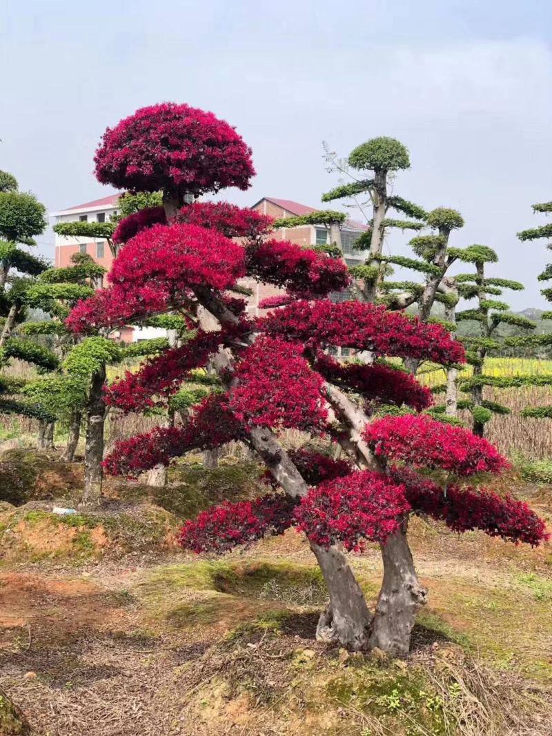红花继木小苗、红继木移栽苗、红花继木扦插小苗！