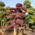 红花继木小苗、红继木移栽苗、红花继木扦插小苗！