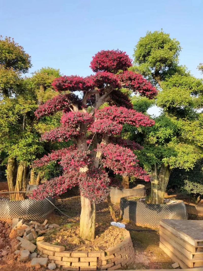 红花继木小苗、红继木移栽苗、红花继木扦插小苗！