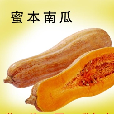 密本南瓜！日照时间长！甜度够！