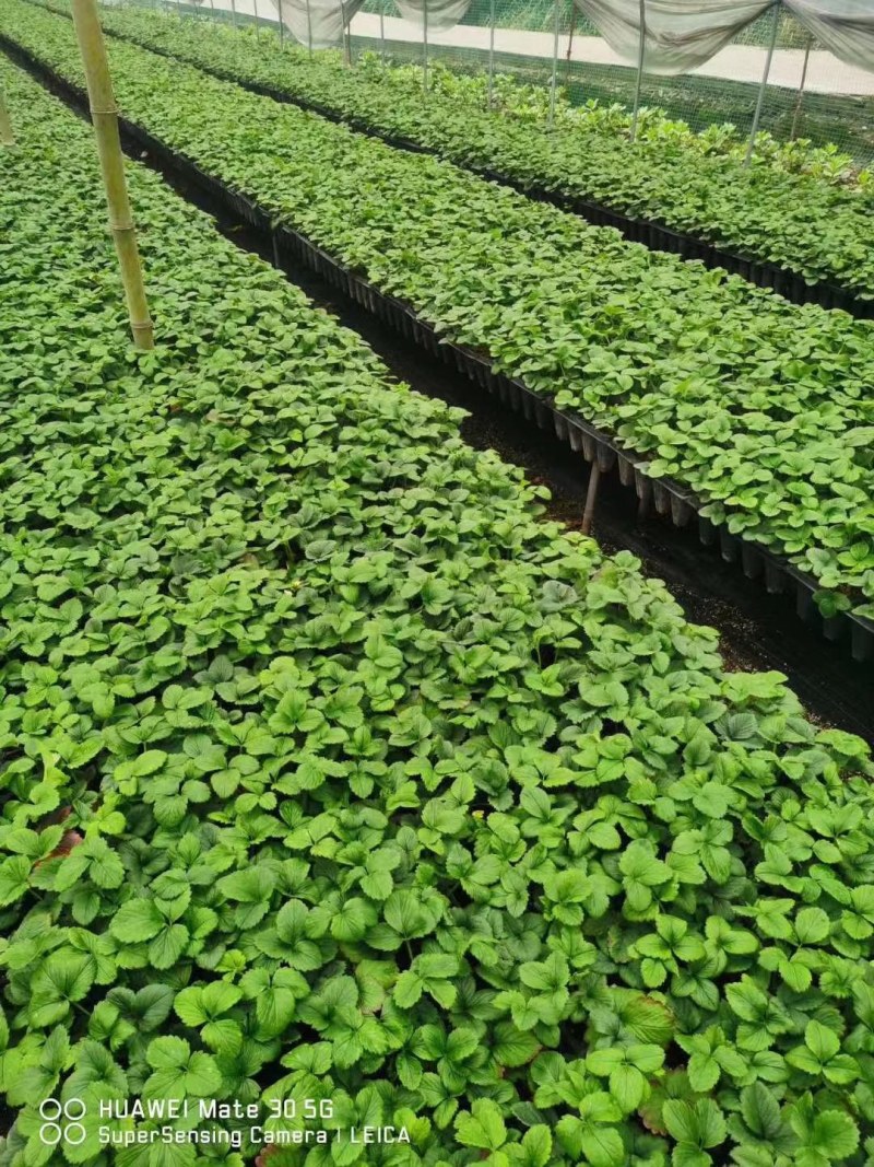 越秀随珠，红颜草莓苗奶油，久香浙江草莓苗，包质量