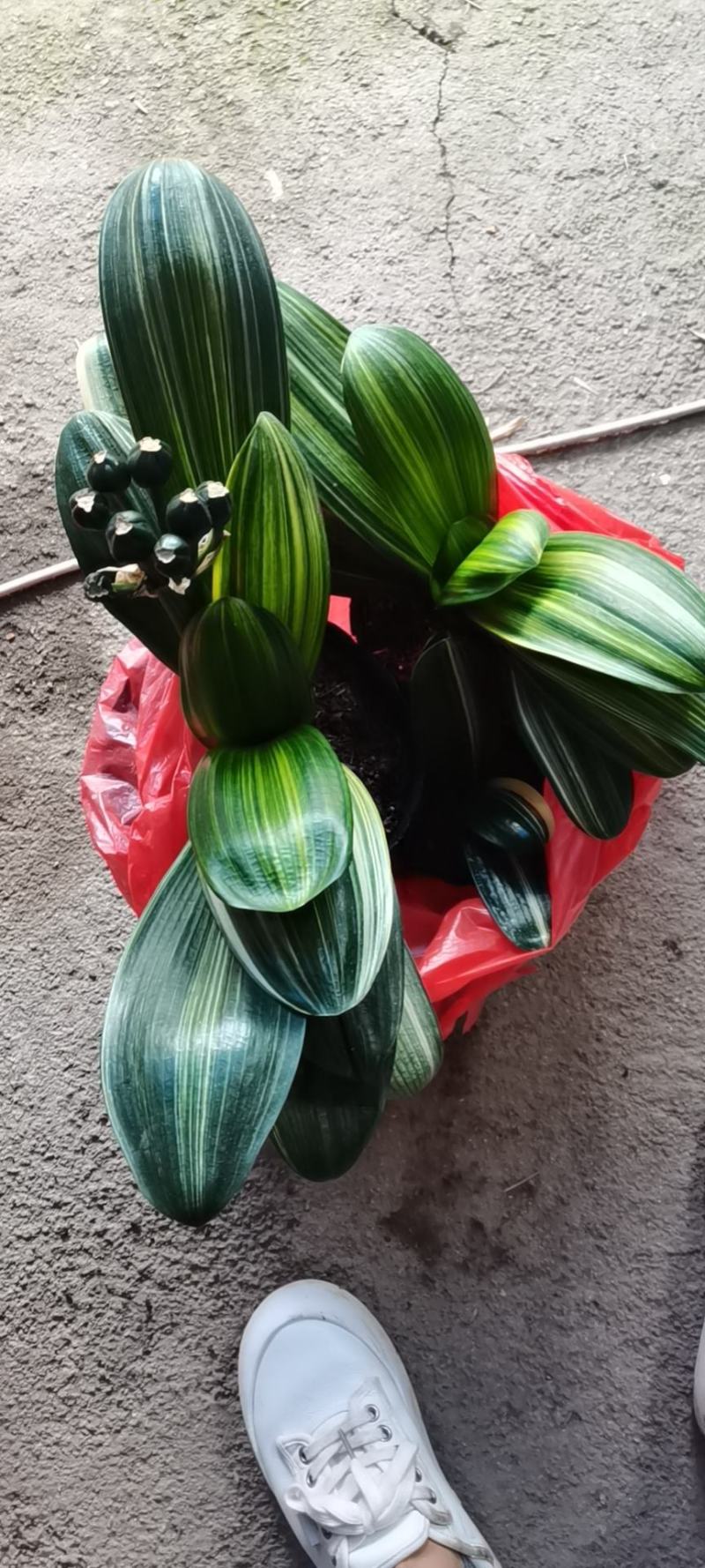 彩的君子兰，产地供应，一手货源品质保证，价格优！！