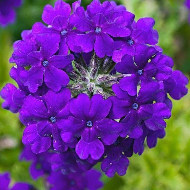混色美女樱种子观花四季盆栽垂吊美女樱花籽花海草花种籽四季