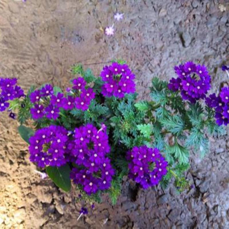 混色美女樱种子观花四季盆栽垂吊美女樱花籽花海草花种籽四季