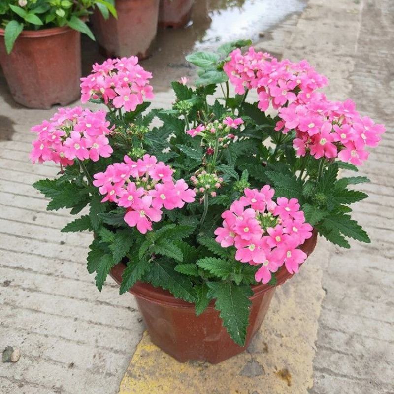 混色美女樱种子观花四季盆栽垂吊美女樱花籽花海草花种籽四季
