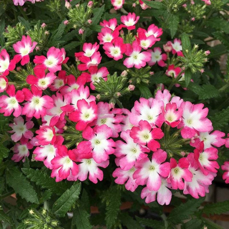 混色美女樱种子观花四季盆栽垂吊美女樱花籽花海草花种籽四季