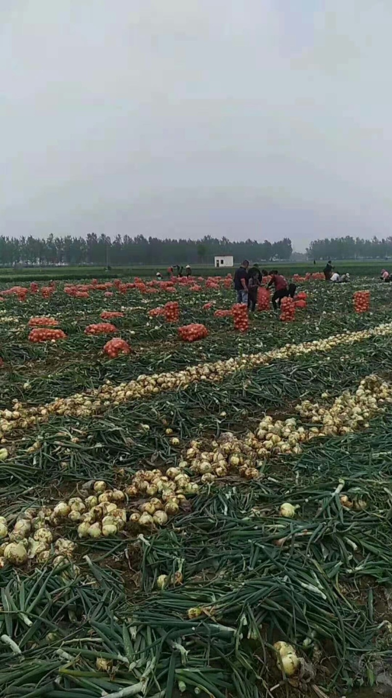 黄皮洋葱-基地直供-货源充足-保证质量。