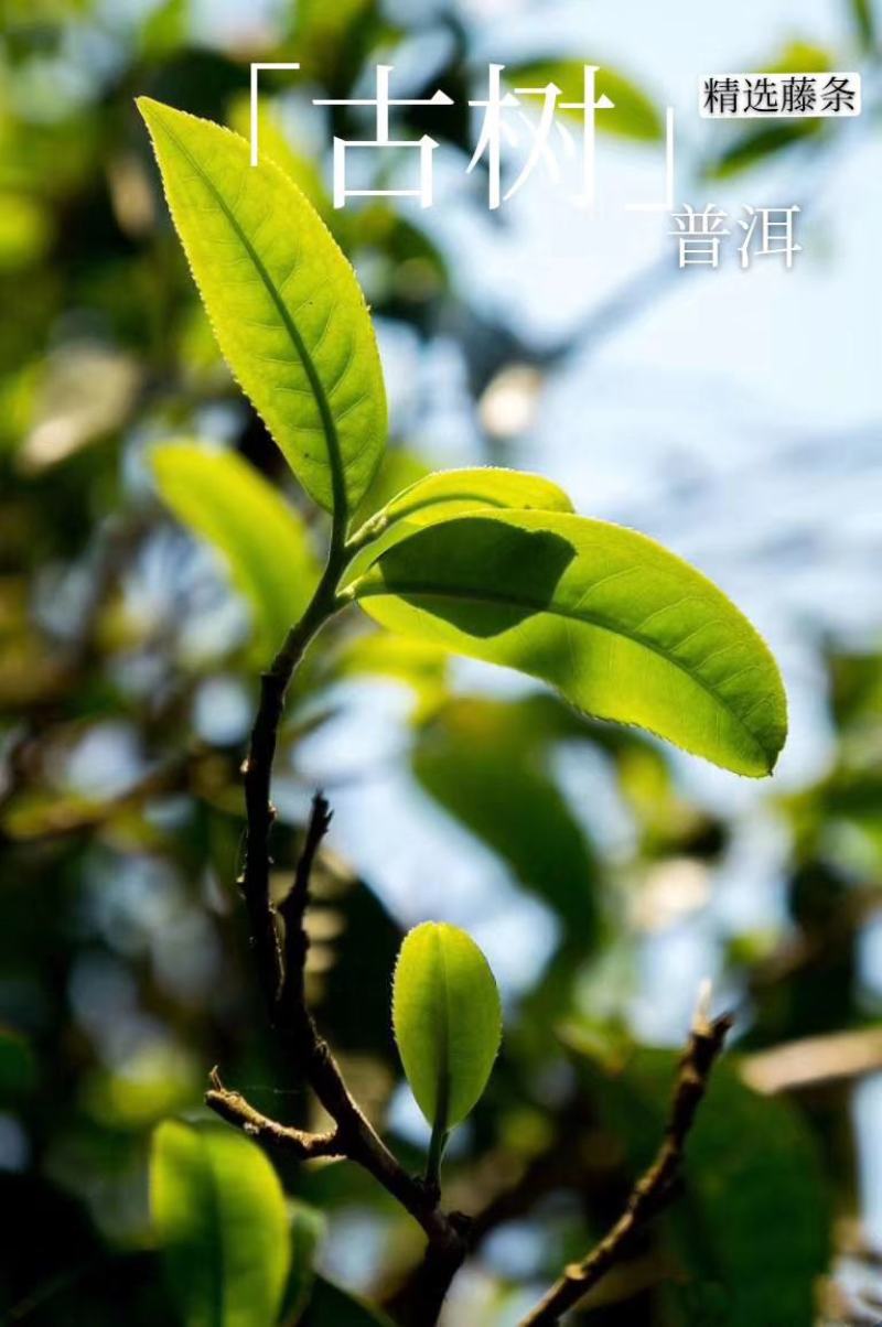 千年古树自家普洱茶