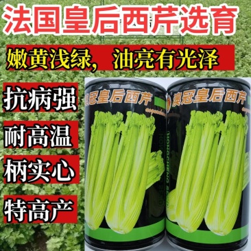 澳冠皇后西芹种子法国进口夏季耐热黄嫩油亮实心芹菜种子