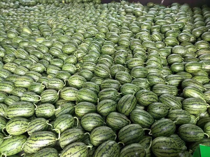 西瓜全美2k西瓜大量有货糖分13以上2斤打底