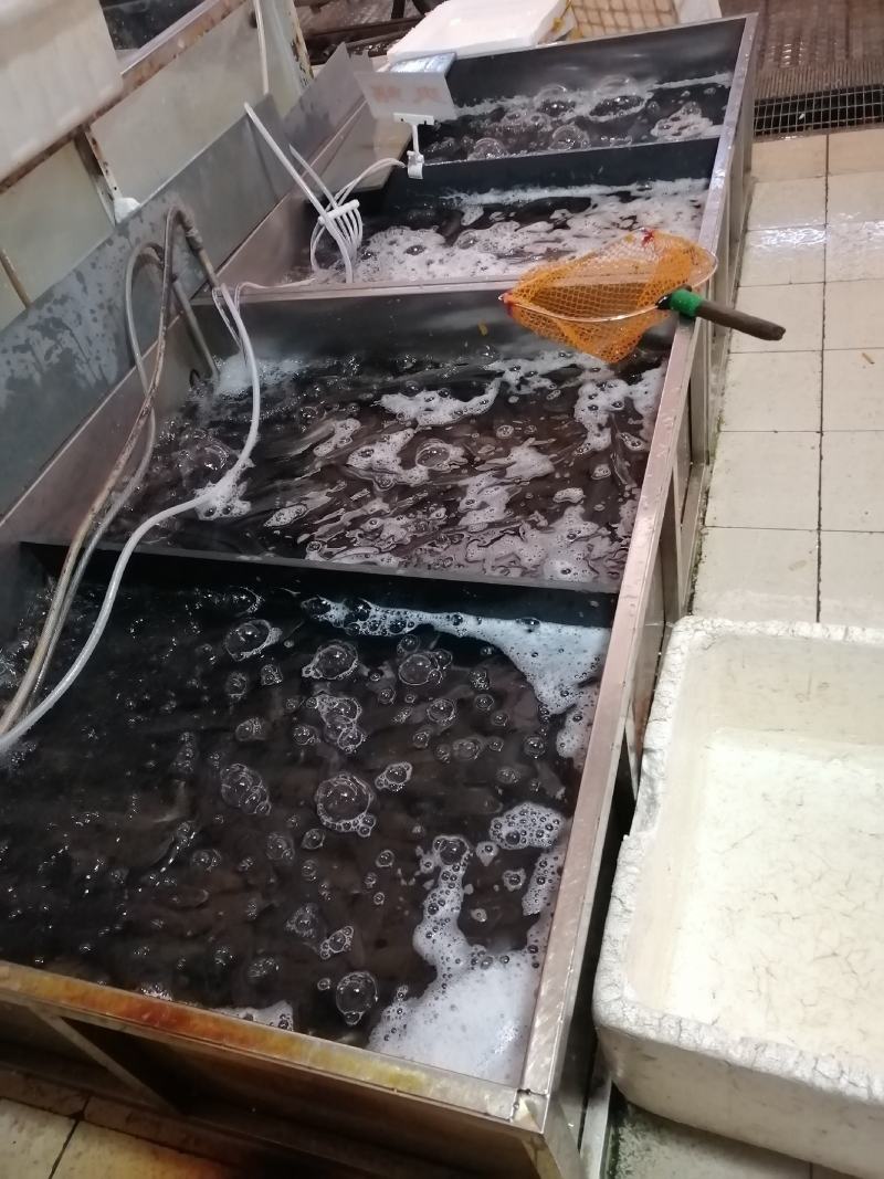 天然河水鳝鱼鳗鱼白鳝脆口弹牙肉质美味