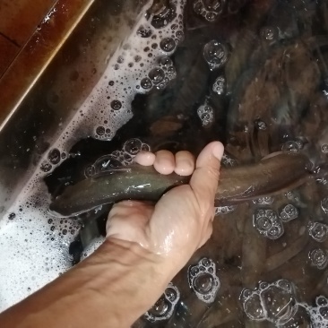 天然河水鳝鱼鳗鱼白鳝脆口弹牙肉质美味