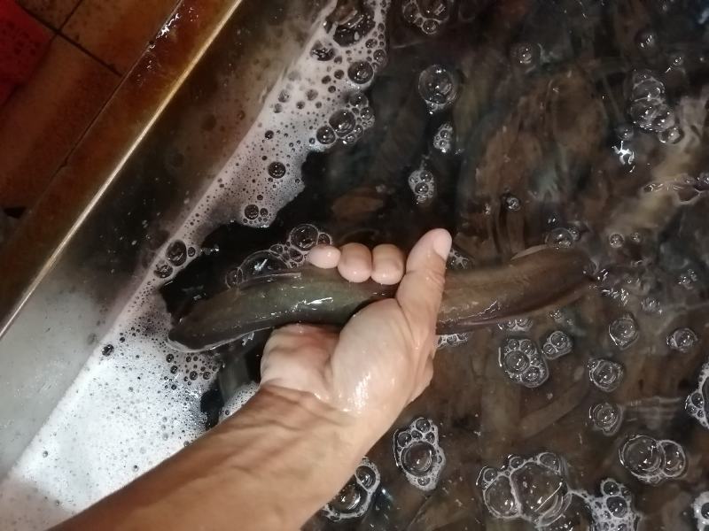 天然河水鳝鱼鳗鱼白鳝脆口弹牙肉质美味