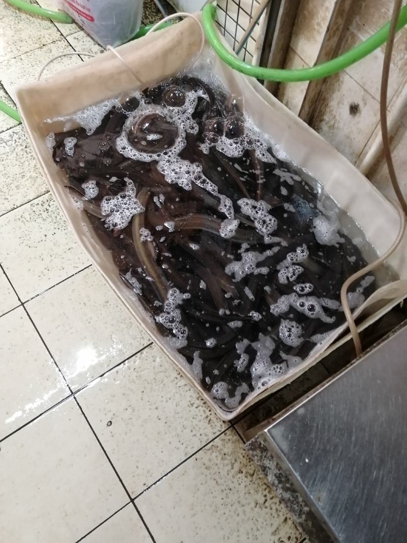 天然河水鳝鱼鳗鱼白鳝脆口弹牙肉质美味
