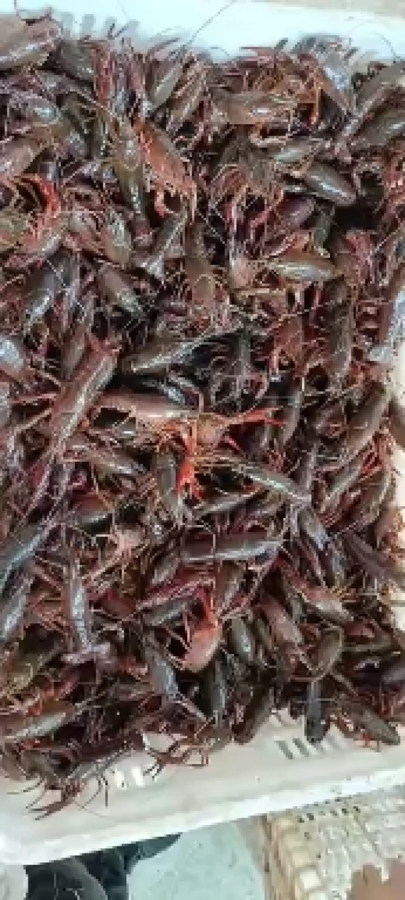 湖北洪湖小龙虾小青50斤包直达运费