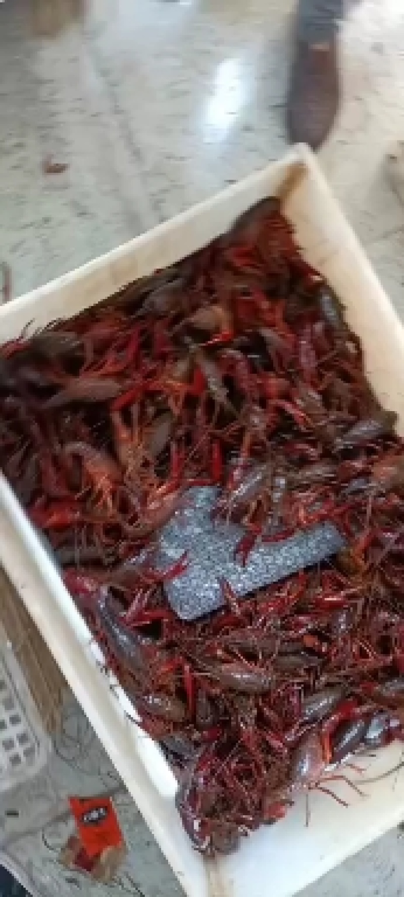 湖北洪湖小龙虾小青50斤包直达运费