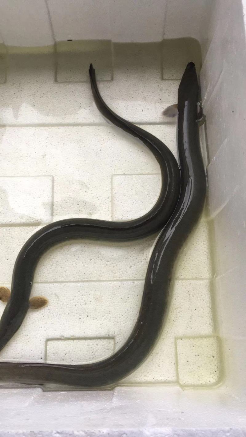 天然河水鳝鱼鳗鱼白鳝脆口弹牙肉质美味