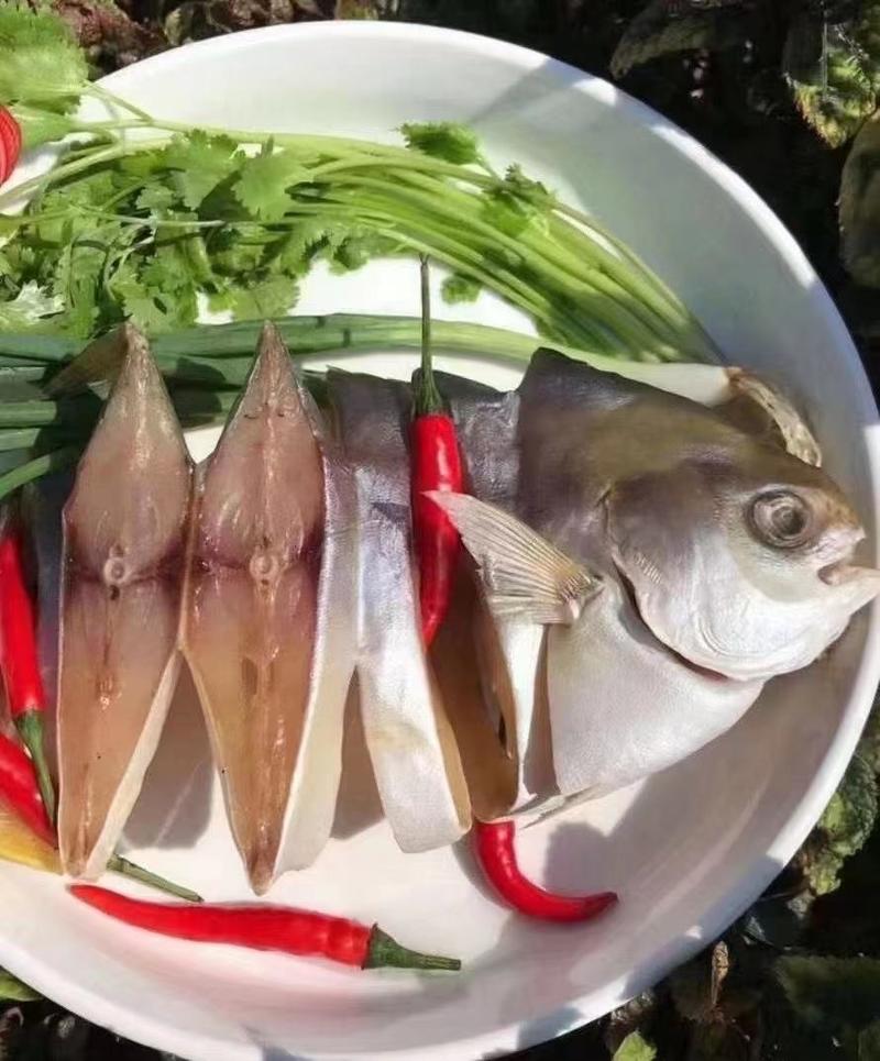 网红半斤金鲳鱼，低至23一斤，有量有价