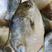 网红半斤金鲳鱼，低至23一斤，有量有价