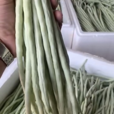 广东精品白甜豆角，一手货源，上货快，质量好，实力代办
