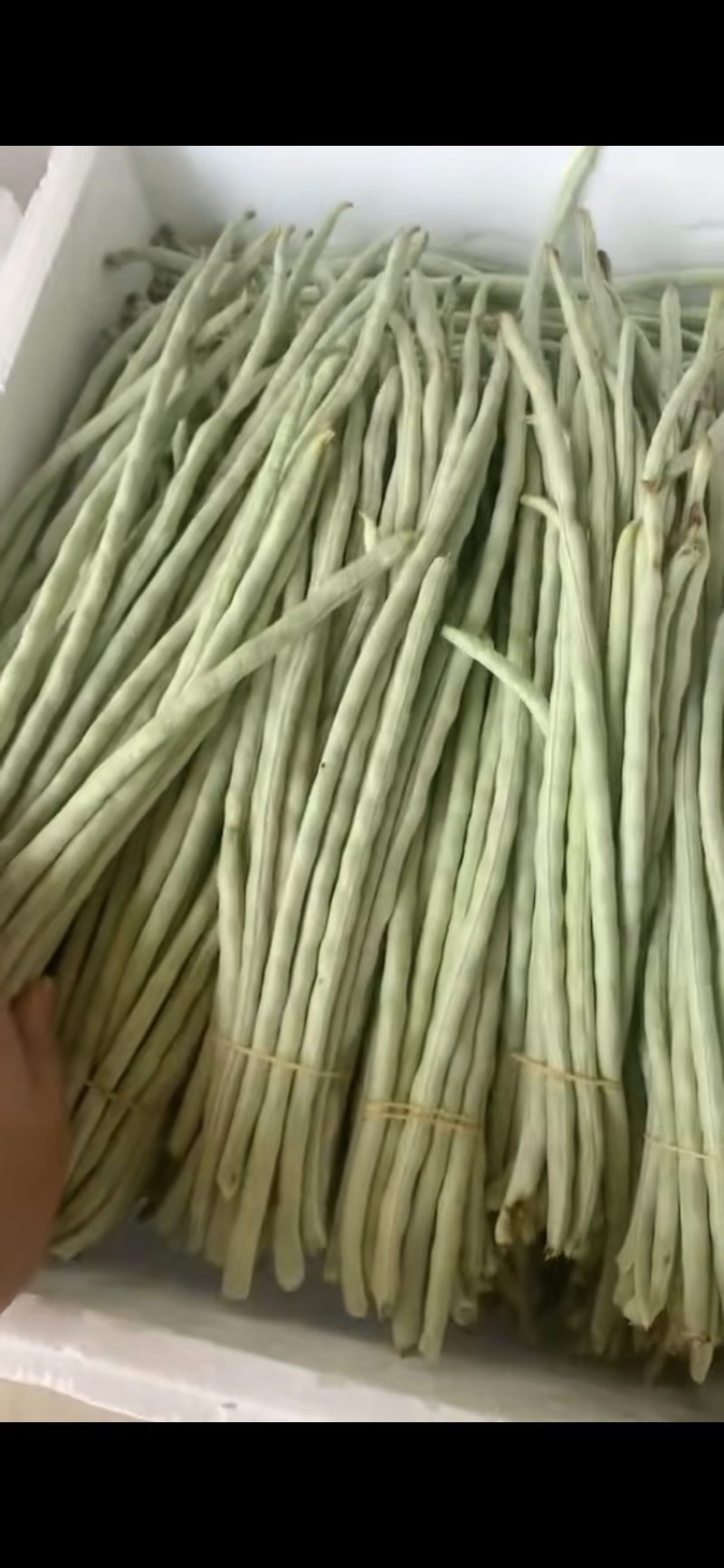 广东精品白甜豆角，一手货源，上货快，质量好，实力代办