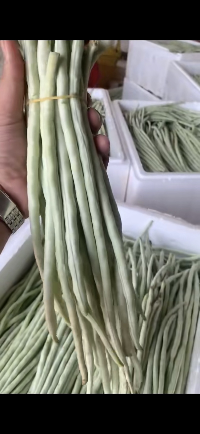 广东精品白甜豆角，一手货源，上货快，质量好，实力代办