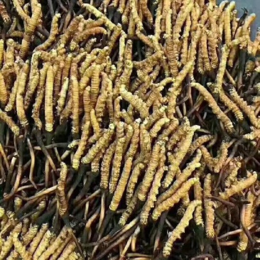 2020年高原鲜冬虫夏草青海鲜虫草需要快来订