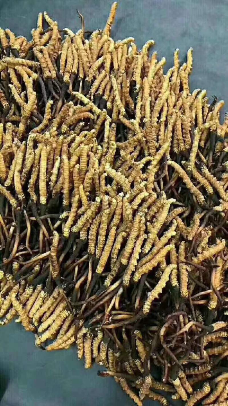 2020年高原鲜冬虫夏草青海鲜虫草需要快来订