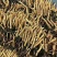 2020年高原鲜冬虫夏草青海鲜虫草需要快来订