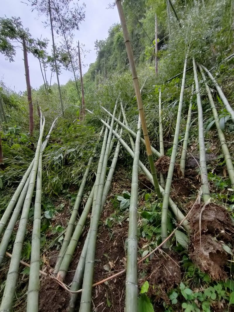 金竹（金斑竹）长期出售，价格稳定，可支持视频看货