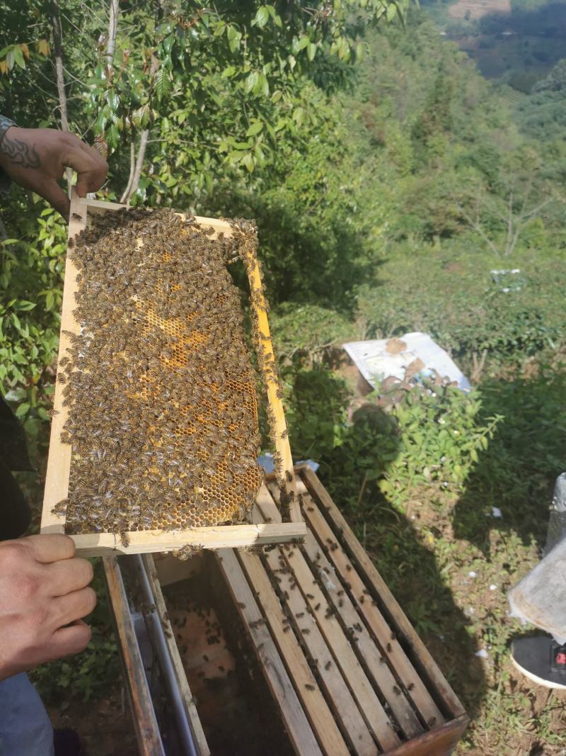中蜂标箱蜂群