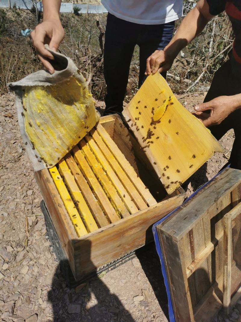 中蜂标箱蜂群