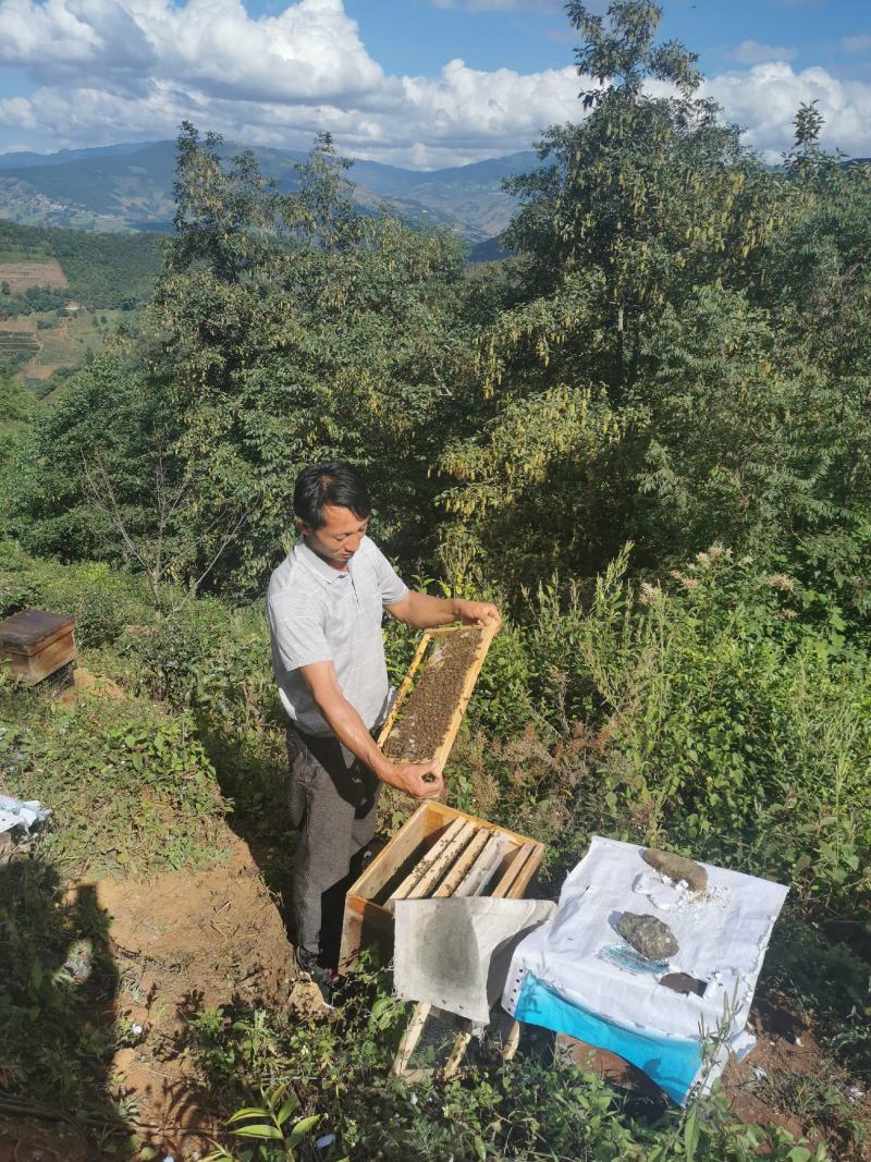 中蜂标箱蜂群