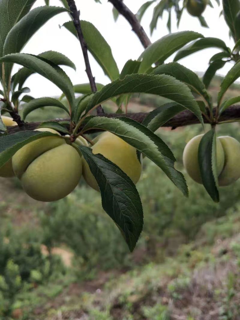 贵州六马蜂糖李