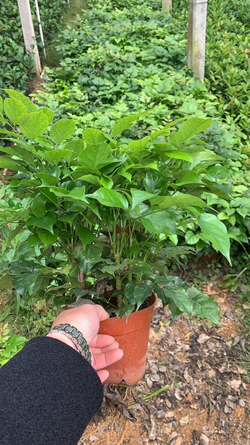精品幸福树盆栽又名（绿宝树）货源保证一件起批